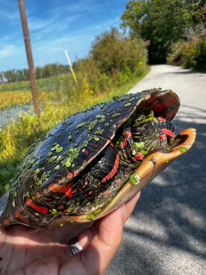 Midland Painted Turtle